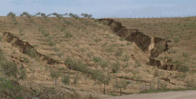 Los cultivos herbáceos son la vegetación más propensa a desaparecer por la desertificación del país. / José Alfonso Gómez Calero
