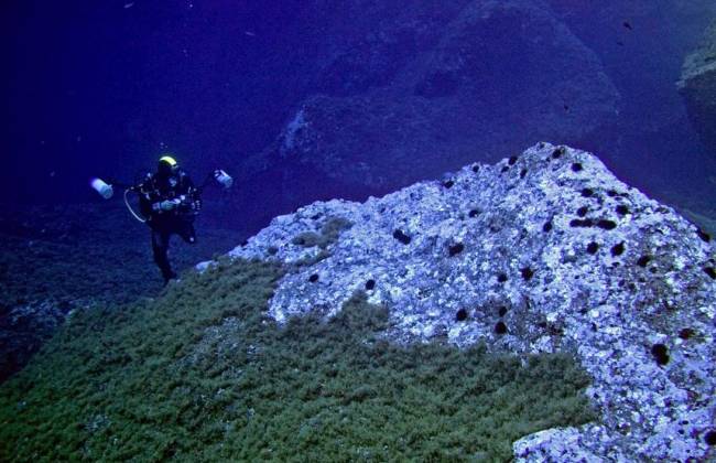 Poblaciones de erizos marinos en las islas Medas
