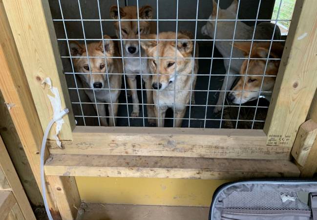 Dingos en un zoo