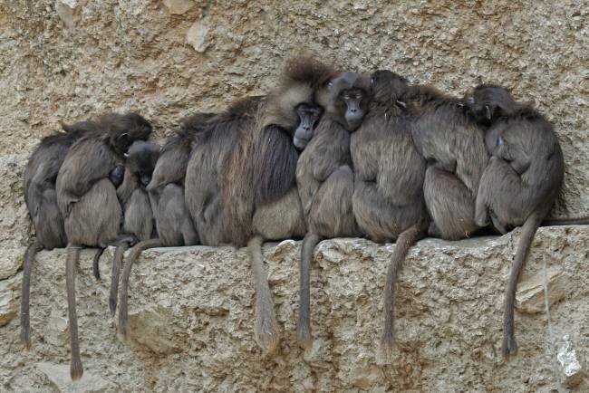 Grupo de babuinos