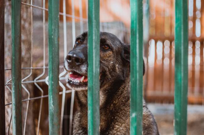 Perro en un refugio