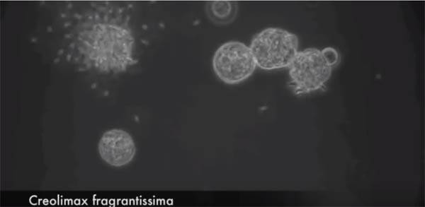 Creolimax fragantissima reproduciéndose. Imagen de Multicellgenomelab.