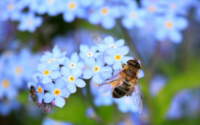 Abeja sobre una flor