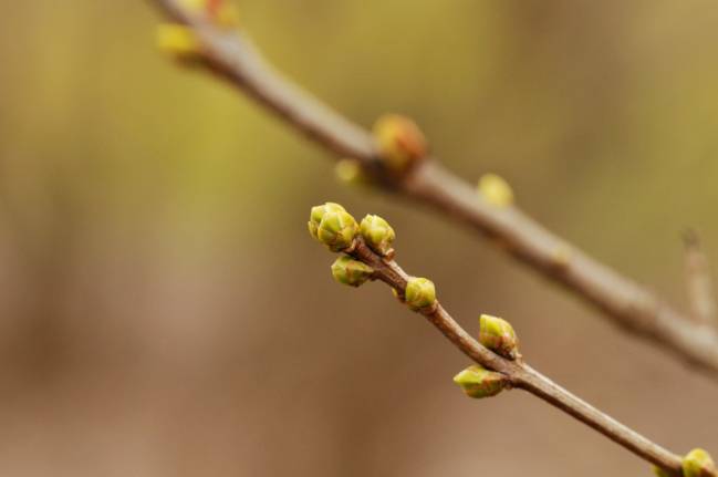 Brotes de lilas