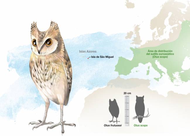 Otus frutuosoi está filogenéticamente emparentada con el Otus scops o autillo europeo. / J. A. Peñas