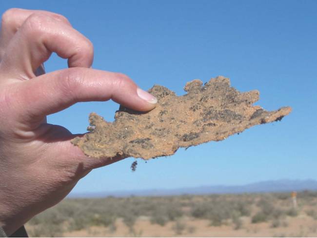 El calentamiento global puede afectar la vida microbiana en los suelos