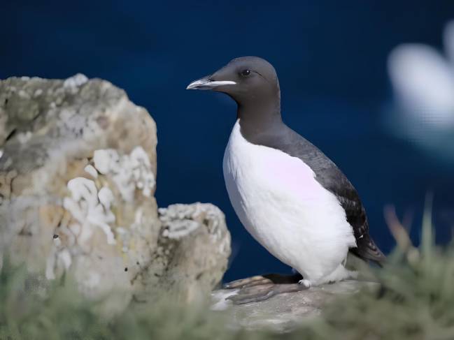 Un arao, ave marina afectada por las altas temperaturas del océano