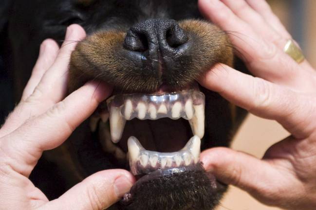 Un perro de la raza Rottweiler enseña sus dientes