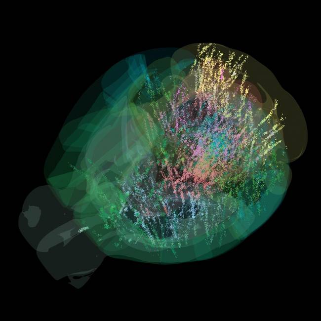 cerebro, decisiones, expectativas