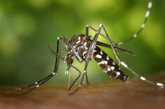 Imagen de archivo de un mosquito tigre (Aedes albopictus)