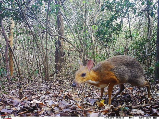 Ciervo ratón de Vietnam
