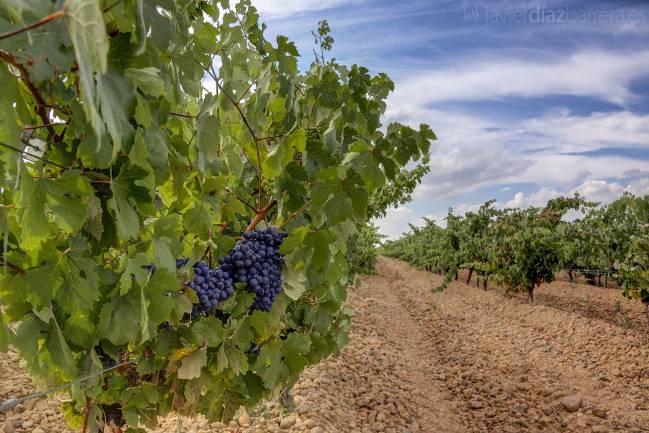 Viñedos en Pajares de los Oteros (León). / Javier Díaz Barrera