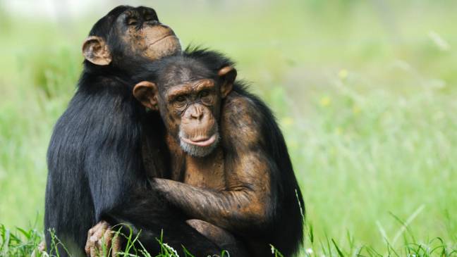 Chimpancés macho abrazados