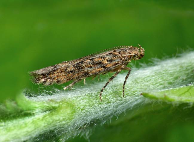insecto