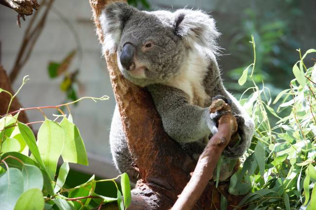 Koala colgado de un árbol