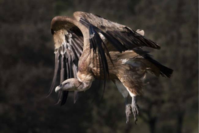 Buitre leonado en pleno vuelo