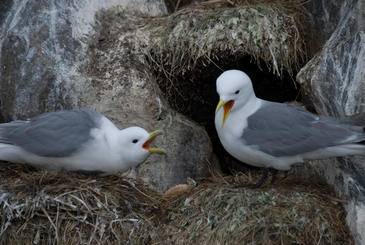 La gaviota tridáctila (Rissa tridactyla) es una especie emblemática de latitudes árticas.