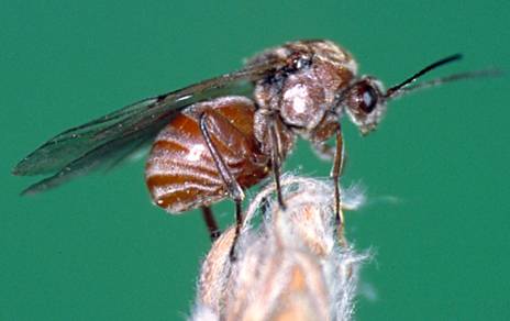 Avispa de las agallas