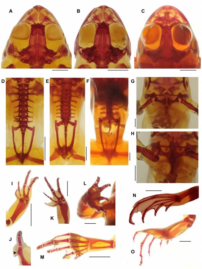 especies de rana