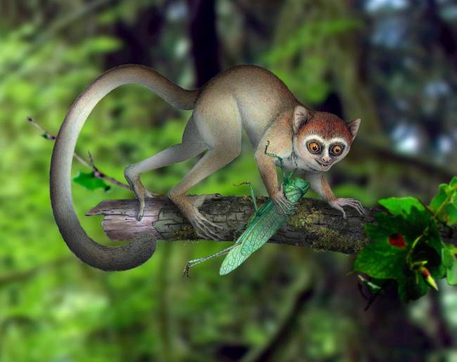 Reconstrucción tridimensional de Archicebus achilles. / Nature