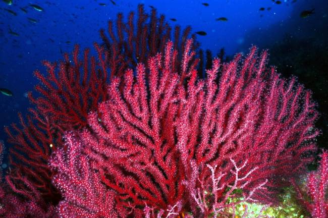 Gorgonias en el Mediterráneo