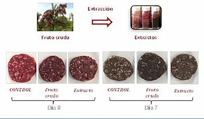 Diagrama con imágenes de la aplicación del fruto crudo del mortiño y sus extractos a hamburguesas. Se muestra la evolución del deterioro del color de las hamburguesas durante su almacenamiento refrigerado, del día cero al día siete.
