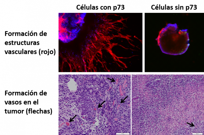 El gen p73 es necesario para la formación de vasos sanguíneos, tanto nuevos (vasculogénesis) como a partir del lecho vascular (angiogénesis)
