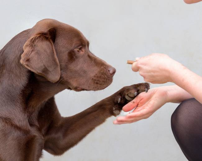 Labrador retriever de color chocolate