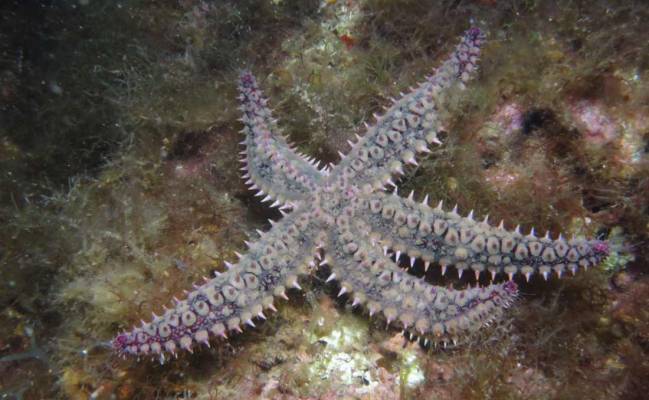 La estrella de mar espinosa (Marthasterias glacialis)