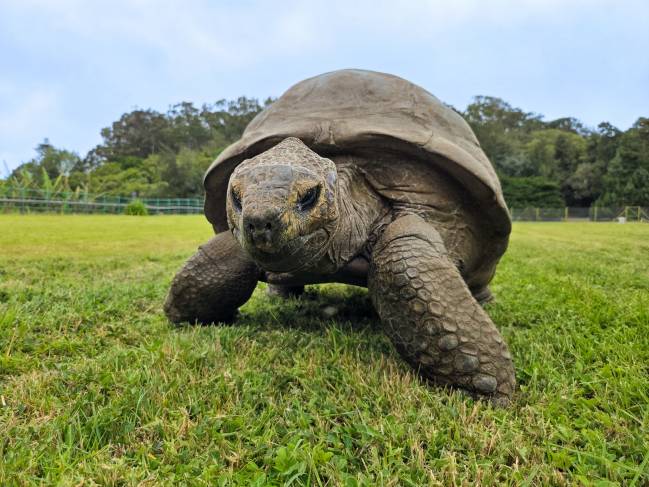 Jonathan, la tortuga gigante