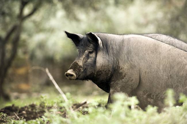 Cerdo ibérico en una dehesa. / Chema Concellón