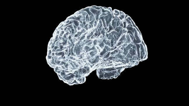 cerebro