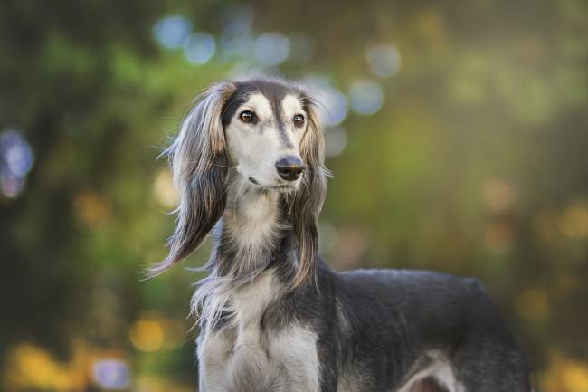 perro