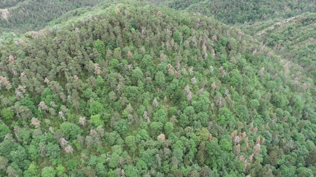 Vista de un bosque de pino silvestre y abeto