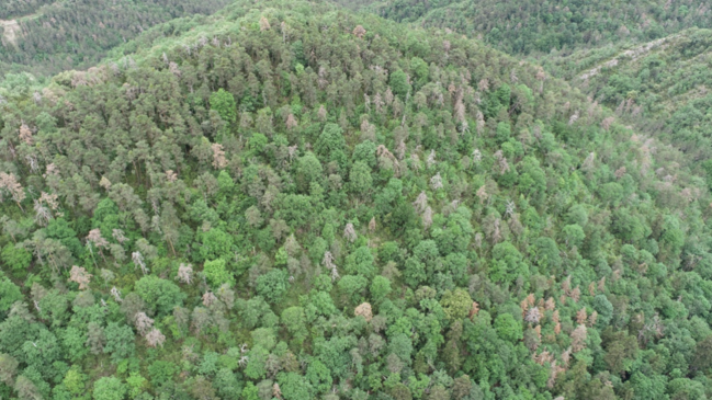 Vista de un bosque de pino silvestre y abeto