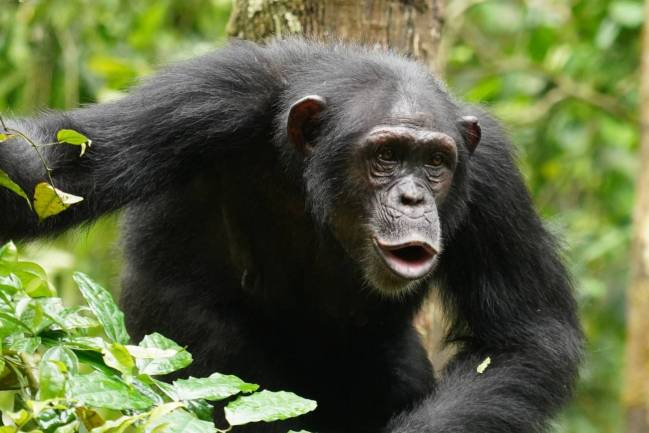 Un chimpancé hembra