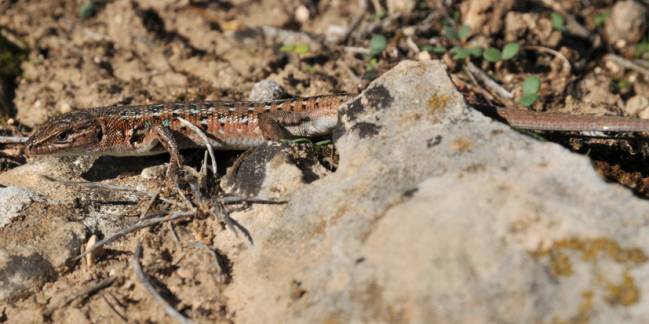 Lagartija cenicienta (Psammodromus hispanicus).