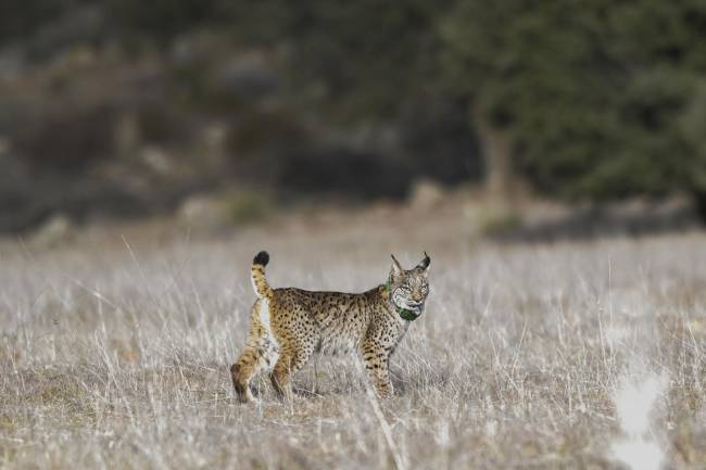 El lince ibérico y lince euroasiático