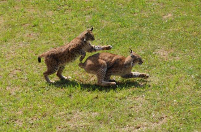 Dos ejemplares de lince ibérico jugando en el campo