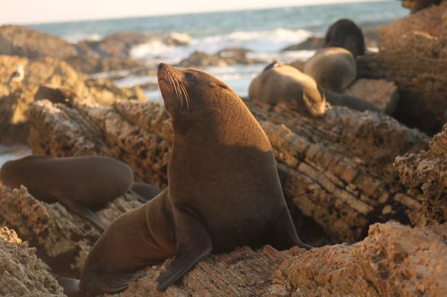 Un lobo marino peruano en Punta San Juan