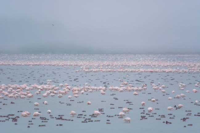 Aves acuáticas Doñana