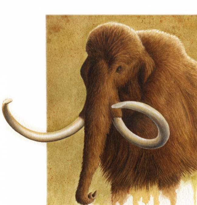 Mamut lanudo. Ilustración original de Diego Álvarez Lao.