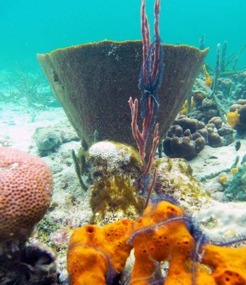 El estudio identifica una serie de genes que se creían ausentes en las esponjas. Foto: Callyspongia vaginalis, Ana Riesgo, UB-IRBio