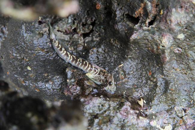 Alticus arnoldorum, una de las especies estudiada