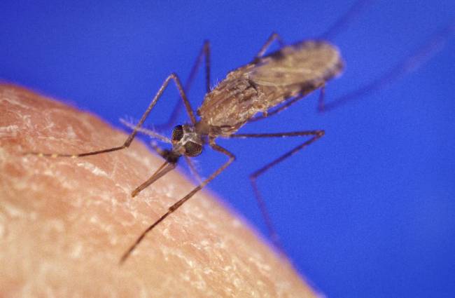 Mosquito Anopheles gambiae. Imagen: Wikipedia 