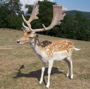 Gamo común actual