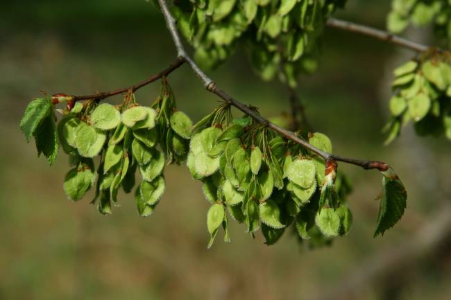 Las semillas de Ulmus laevis son el rasgo diferenciador más característico respecto al resto de especies de olmos ibéricos. Autor: Martin Venturas.