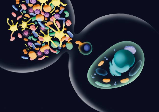 ilustración ecosistema bacteriano