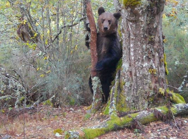 Oso pardo