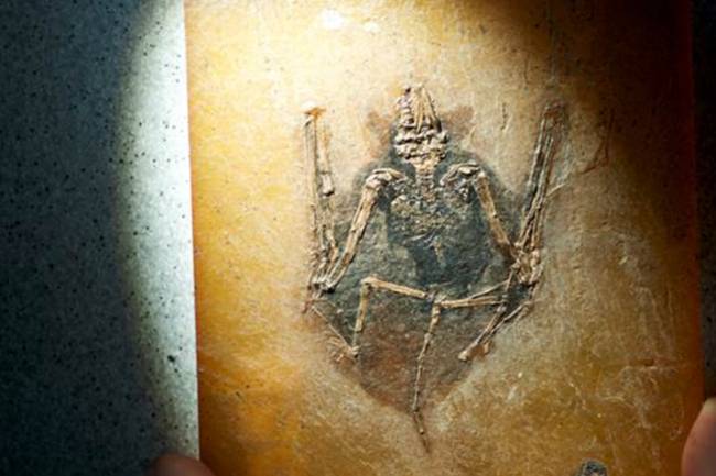 Murciélago fósil, Palaeochiropteryx, hallado en Messel (Alemania) y de 49 millones de antigüedad